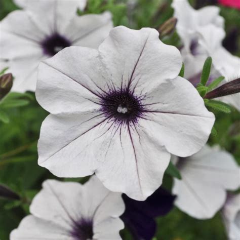 Tidal Wave Petunias