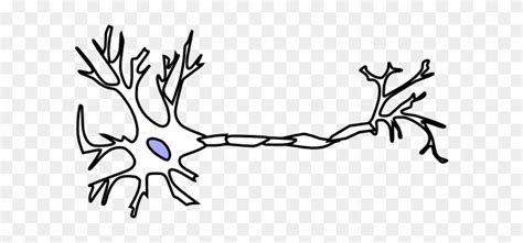 Image Of Neuron Clipart Library - Clip Art Library