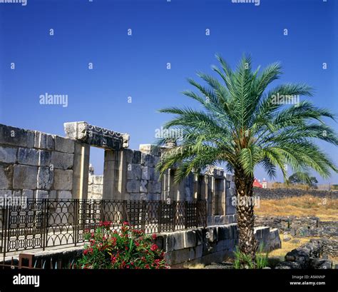 Palm Tree Synagogue Ruins Capernaum Sea Of Galilee Israel Stock Photo