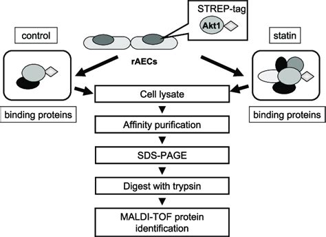 Schematic Overview Of The Strep Tag Purification Coupled To Ms Analysis