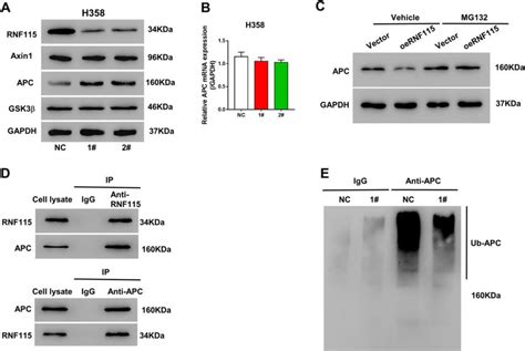 Effects Of Rnf On Catenin Regulators And Apc Ubiquitination In