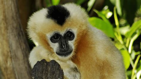 100 4k Gibbon Backgrounds