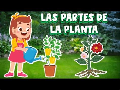 CANCIÓN LAS PARTES DE LA PLANTA YouTube