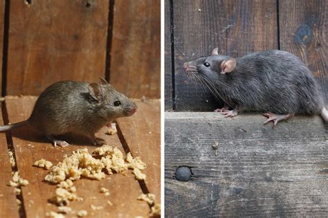 How To Prevent Rat And Mice Infestations New Day Pest Management