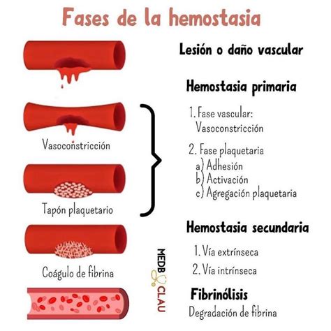 Enrique Casta On Medicina On Instagram Fases De La Hemostasia