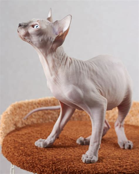 Baby Animals Cute Animals Baby Giraffes Wild Animals Hairless Cat