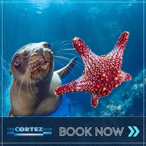 La Paz Mexicos Best Kept Secret Where You Can Swim With Whale Sharks
