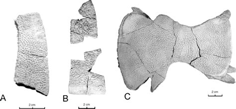 Shell Fragments Showing Unnamed Trionychids A Trionychid Gen Et Sp