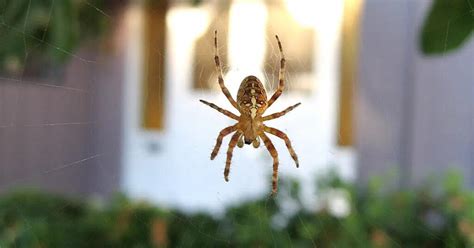 Spider Pest Control Montgomery Tx Fullscope Pest Control