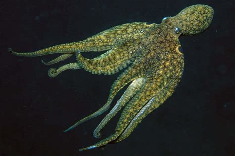 Earliest Known Sex Chromosomes Evolved In Octopuses New Scientist