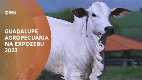 TERRA PECUÁRIA 4º LEILÃO GUADALUPE AGROPECUÁRIA EXPOZEBU 2023 30