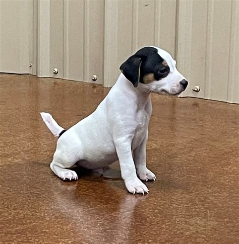 SOLD Sherry Male 2 Tri Smooth Male Jack Russell Terrier Puppy For