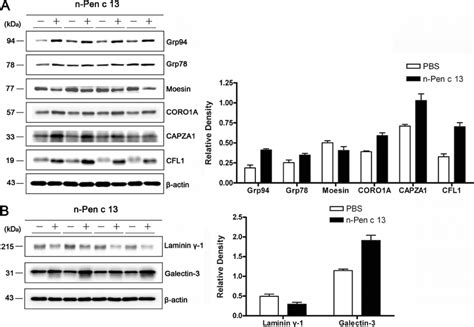 Protein Validation By Western Blotting A Confirmation For Selected Download Scientific