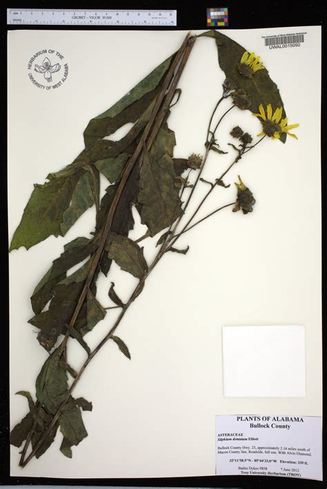 Silphium Dentatum Species Page Apa Alabama Plant Atlas