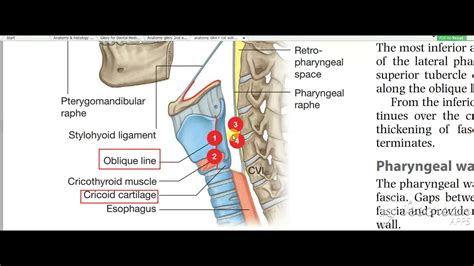 Pharynx Constrictors 3 Youtube