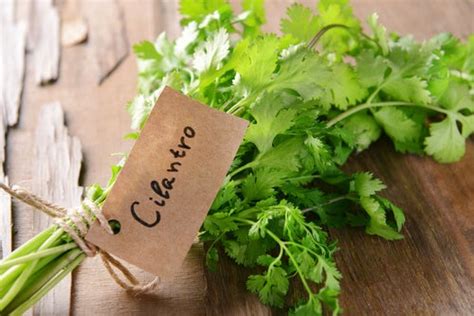 ¿para Qué Sirve El Cilantro ¡descubre Todas Sus Increíbles Propiedades