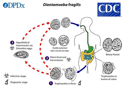 Cdc Dpdx Dientamoeba Fragilis Infection