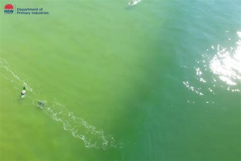 Watch Great White Shark Chases Surfers In Australia