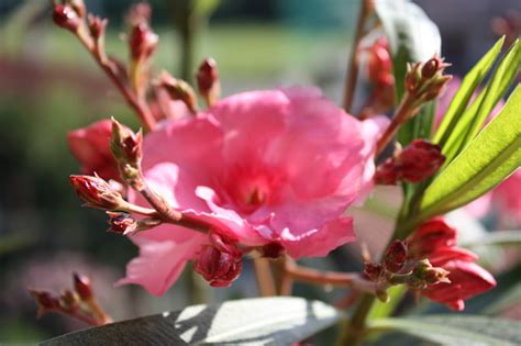 Buds And Flower Of Nerium Oleander Splendens Giganteum Stock Photo