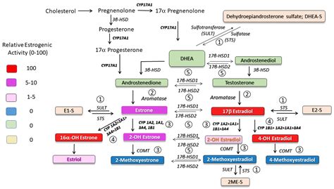 Ijms Free Full Text Estradiol Metabolism Crossroads In Pulmonary Arterial Hypertension