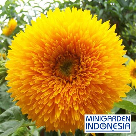 Jual Benih Bunga Sunflower Teddy Bear Biji Bibit Bunga Matahari Import