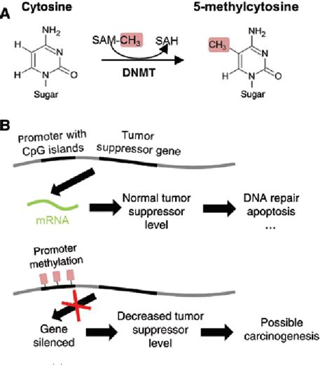 Figure From Bioelectrochemistry Of Nucleic Acids For Early Cancer