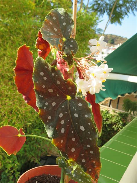 Floraciones En M Laga Y M S Floraciones Y Plantas De Mi Jard N