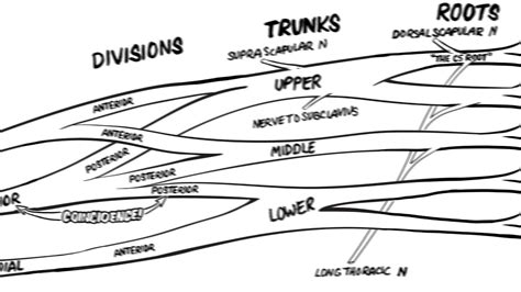 How To Draw Brachial Plexus Easy