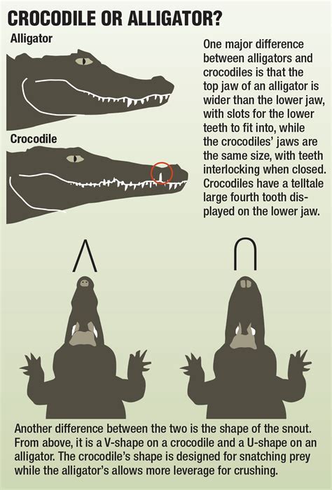 Crocodile Facts For Kids Animal Facts Fun Facts About Animals