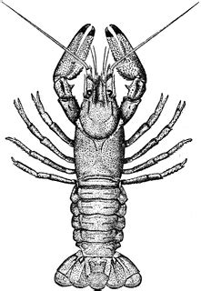 Crayfish External Anatomy