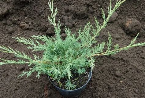 Хвойна вирджински Juniperus Virginiana Canaerti Glauka Blue