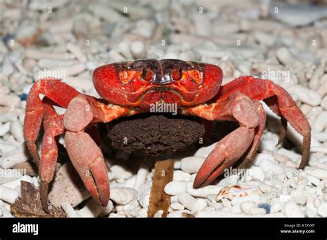 Christmas Island Red Crab With Eggs Gecarcoidea Natalis Christmas Island Australia Stock