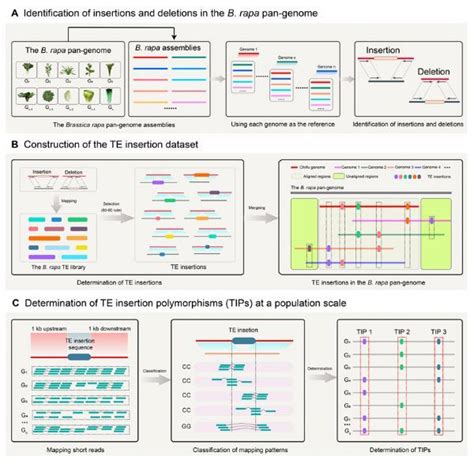 Plant Biotechnology Journal 转座子插入是白菜驯化表型变异的重要来源 专区 生物谷