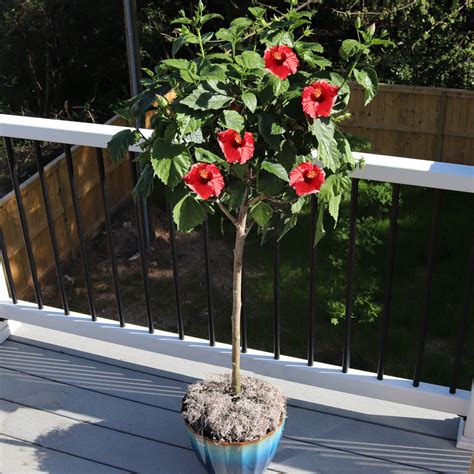 Red Hibiscus Plant | tunersread.com