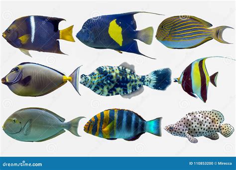 Set Of Sea Nr.8- Reef Fish On White Background Stock Photo - Image of ...