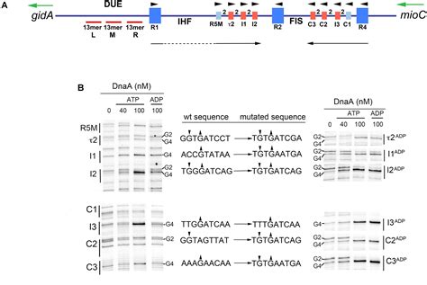 Frontiers Low Affinity Dnaa Atp Recognition Sites In E Coli Oric