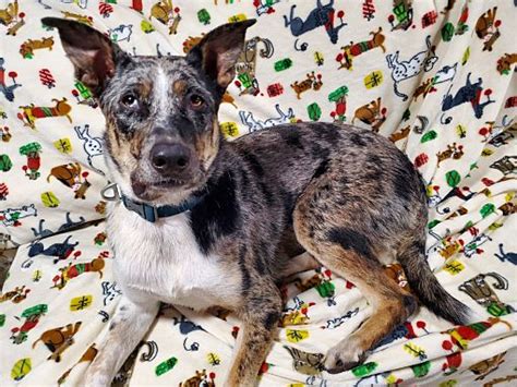 Saint Louis Mo Australian Cattle Dogmutt Meet Marble A Pet For