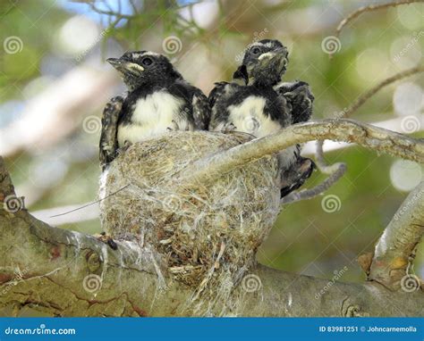 Willy Wagtail Stock Image Image Of Australia Tree Nest 83981251