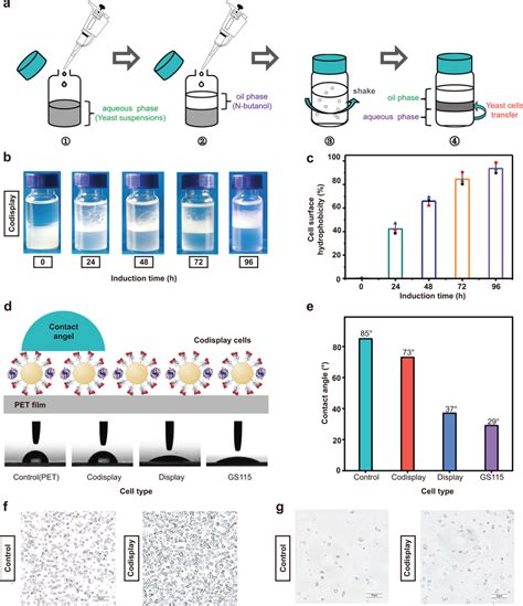 Detection Of The Cell Surface Hydrophobicity A Schematic Diagram Of The