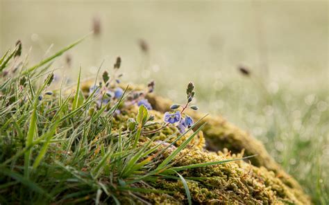 Hintergrundbilder Natur Gras Pflanzen Fotografie Makro Moos