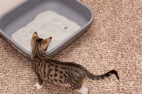 Why Is Cat Peeing Outside Litter Box 11 Reasons How To Stop It Pet