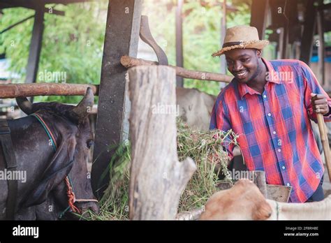 African Farmer Man Feeding Grass For A Cows In The Farm Agriculture Or