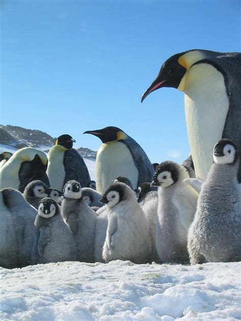 March of the Penguins - Cadenza Artists - Film with Orchestra