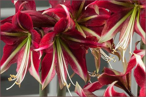 Ruby Star This Cultivar Boasts Pointy Star Shaped Blooms With Burgundy