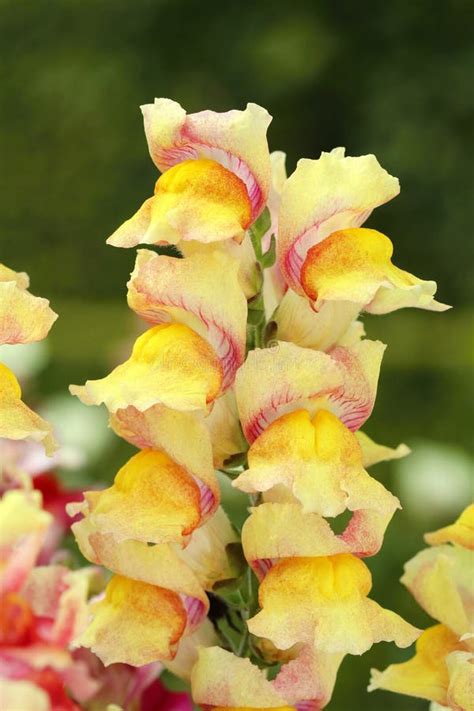 The Common Snapdragon Flower Antirrhinum Majus Stock Image Image Of