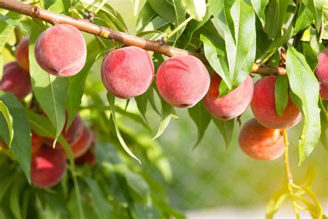 Pêche Origine Variétés Bienfaits Récolte Recette