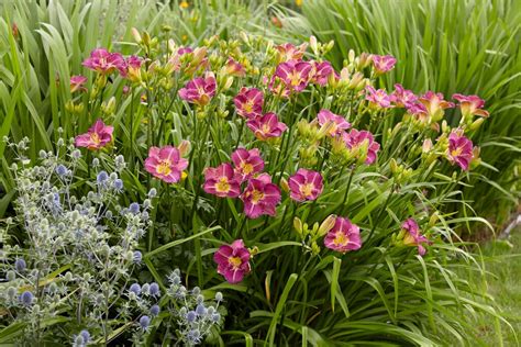 Hemerocallis Andentrapmentand Daylily Andentrapmentand Herbaceous Perennialrhs