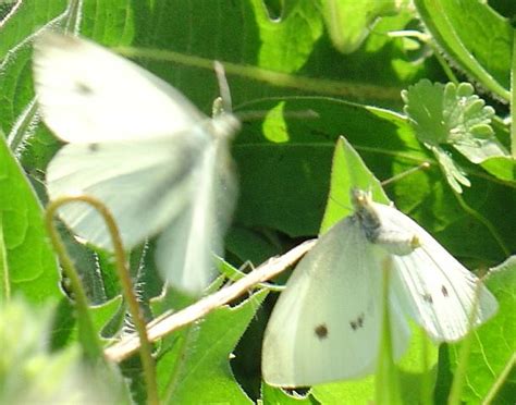 Escribo Para Borrar Mariposas Blancas