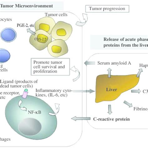 The Tumor Microenvironment And The Production Of Crp By The Liver The Download Scientific