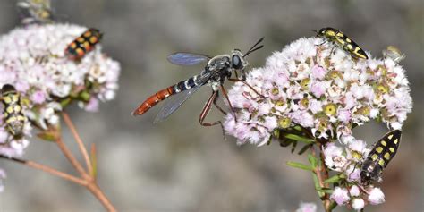 True Flies (Diptera) | Smithsonian Institution